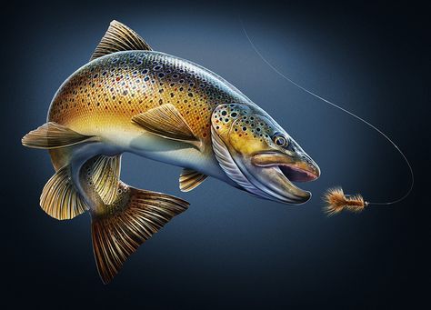 Freshwater Fish Studies on Behance Barramundi Tattoo, Trout Tattoo, Trout Art, Fly Fishing Art, Fish Clipart, Fish Artwork, Wildlife Artwork, Brook Trout, Fishing Pictures