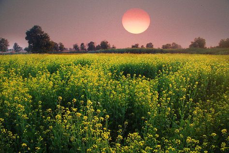 mustard field | Flickr - Photo Sharing! Mustard Field Painting, Karan Arjun, Mustard Field, Punjab Culture, Pakistan Beauty, Village Landscape, Duke Bike, Punjabi Culture, Yellow Fields