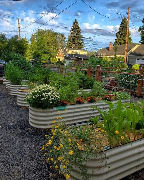 Beautiful front yard garden! Show me yours. 💚👩‍🌾😍 Garden Patch Ideas, Chicken Proof Garden, Raised Bed Garden Aesthetic, Aesthetic Veggie Garden, Front Yard Garden Vegetable, Vego Garden Layouts, Veg Garden Aesthetic, Home Vegetable Garden Aesthetic, Vege Garden Aesthetic