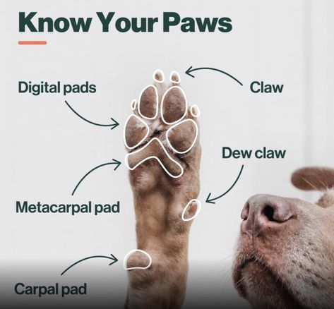 The Wonder of Your Dog's Paws and How To Take Care of Them - The Farmer's Dog Dog Paw Care, Dog Dry Skin, Pet Advertising, Dog Infographic, Dog Paw Pads, Dog Marketing, Pet Branding, Paw Care, City Dog