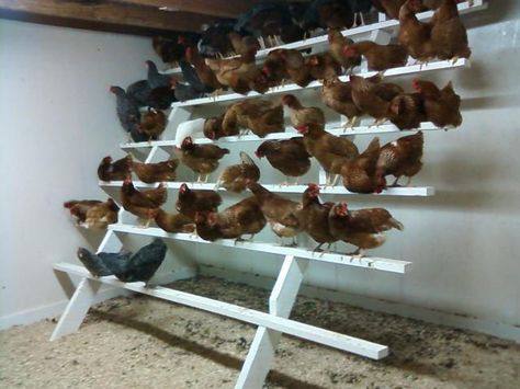 Reban Ayam, Chicken Perches, Chicken Roost, Chicken Pen, Backyard Chicken Coop Plans, Chicken Feeders, Chicken Coop Run, Backyard Chicken Farming, Coop Design