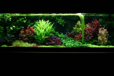 How about this dutch aquascape? - Page 5 - Aquascaping - Aquatic Plant Central Dutch Aquarium, Dutch Aquascape, Plant Layout, Fish Tank Themes, Amazing Aquariums, Shrimp Tank, Live Aquarium Plants, Planted Tank, Tropical Aquarium