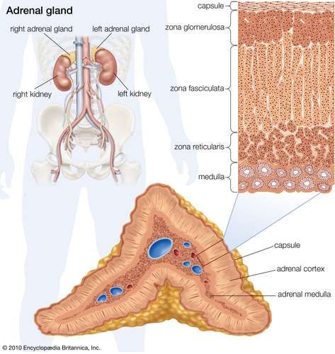 adrenal gland | Definition, Anatomy, & Function | Britannica Endocrine System Nursing, Adrenal Medulla, Congenital Adrenal Hyperplasia, Cranial Nerves Mnemonic, Addison's Disease, Adrenal Gland, Adrenal Cortex, Addisons Disease, Pharmacology Nursing