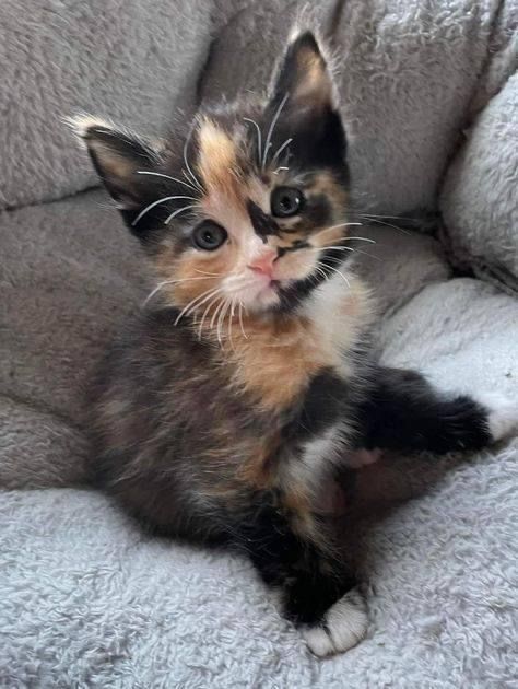 Dream Pet, Calico Cats, Cute Small Animals, Gorgeous Cats, Puppies And Kitties, Silly Cats Pictures, Cute Cats Photos, Adorable Cats, Kitten Pictures