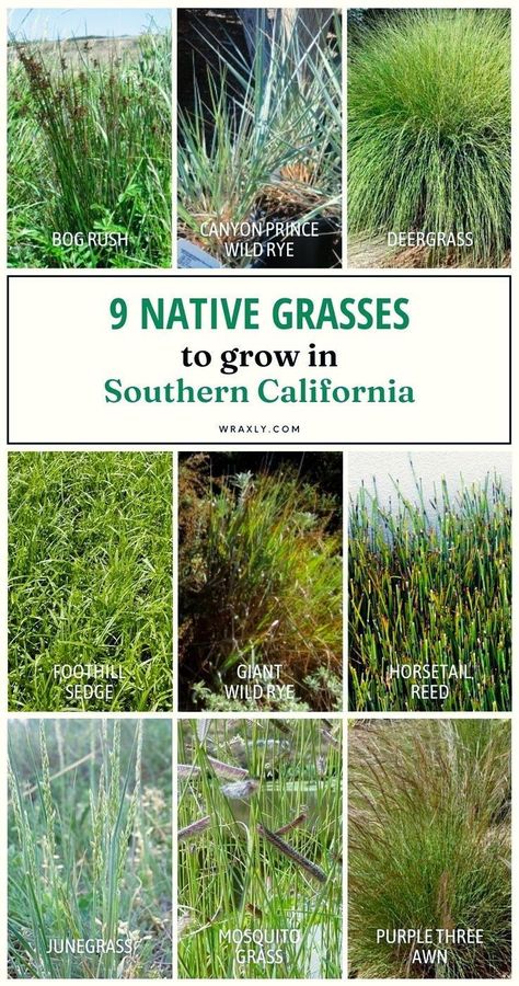 California Garden Design, California Gardening, Planting Schemes, Grass Species, Native Grasses, California Backyard, Types Of Grass, California Native Plants, Native Plant Gardening