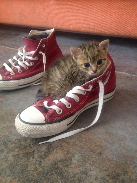 Shoes addicted Cats Pics, Funny Cat Pictures, Cute Kittens, Cat Pin, Crazy Cats, Cat Pics, Kittens Cutest, Cute Shoes, Converse Sneaker