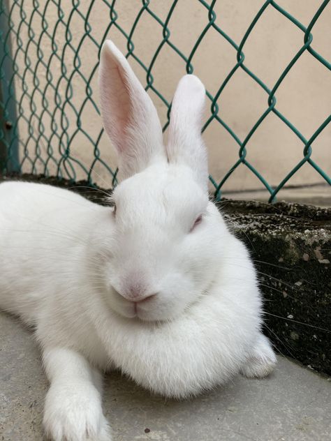 Rabbit Lover, White Bunny, Rodents, Rabbits, Pet, Flowers, Animals, White, Quick Saves