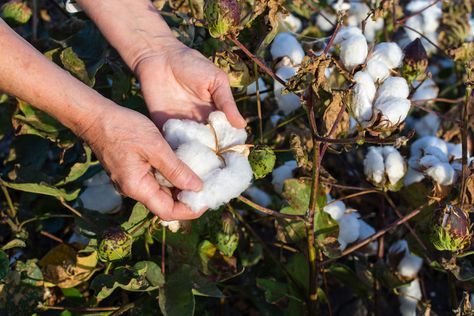 Cotton Gin, Light Summer Dresses, Cotton Boll, Cotton Textile, Textile Industry, Interesting History, Supima Cotton, Labour, Natural Fibers