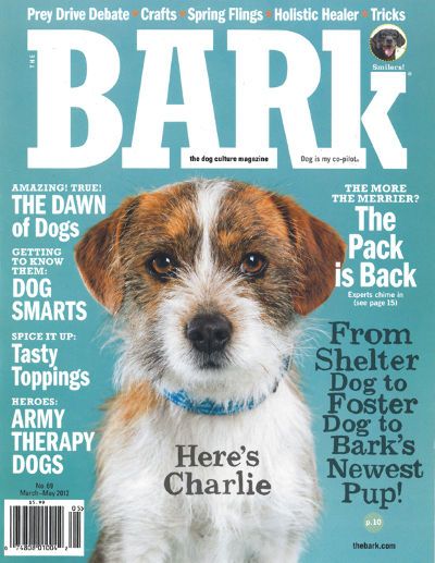 Bark Pet Magazine Cover, Dog Magazine Layout, Dog Magazine Cover, Yorkie Haircut, Pet Magazine, Pet Cafe, Animal Magazines, Magazine Cover Ideas, Army Dogs