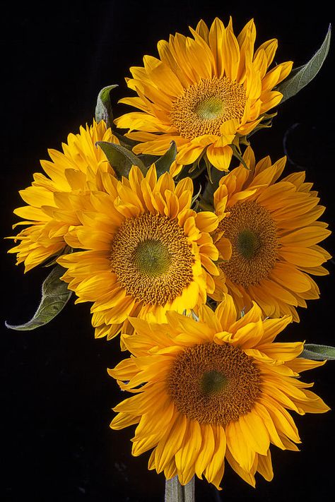 Five Sunflowers by Garry Gay Bunch Of Sunflowers, Sunflowers And Daisies, Sunflower Pictures, Yellow Sunflowers, Sunflower Wallpaper, Sunflower Art, Happy Flowers, Mellow Yellow, Flowers Nature