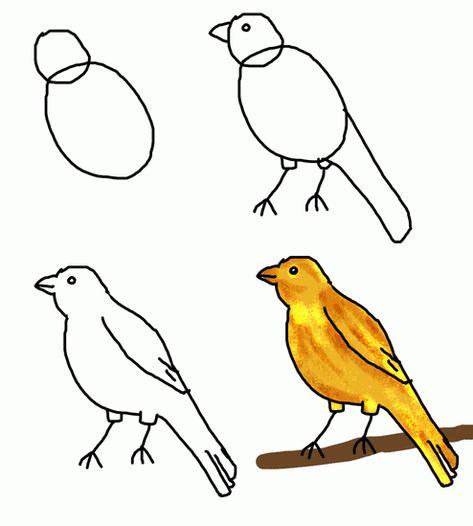 how to draw canary bird Canary Drawing, Bird Drawing For Kids, Teach Drawing, Drawings For Kids, Fly Drawing, Beginner Drawing, Drawing Lessons For Kids, Pencil Drawing Tutorials, Kids Coloring Pages