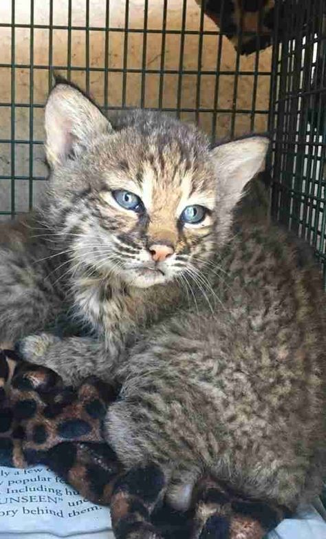 Family Steals Wild Bobcat Kittens To Keep Them As Pets Bobcat Kitten, Bob Cat, Wildlife Rescue, Manifestation Board, Wild Life, All About Cats, Cat Pin, The Wild, Cats And Kittens