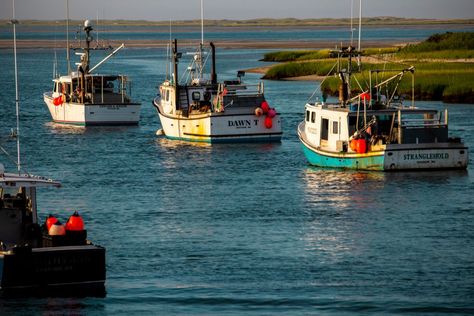 15 Best Things to Do in Chatham, MA Cape Cod Vacation, Local Brewery, House Museum, White Sharks, Calm Water, Best Places To Visit, Art Galleries, Cape Cod, Cool Places To Visit