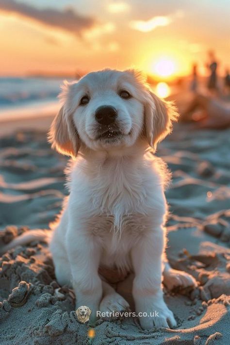 White Cream Golden Retriever, Puppies At The Beach, Golden Retrievers Puppies, White Golden Retriever Puppy, Cute Puppies Golden Retriever, Golden Retriever Pup, Beach Dogs, Adorable Golden Retriever, Chien Golden Retriever