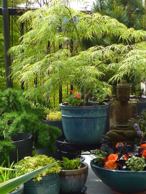 Japanese Maple Garden, Small Japanese Garden, Japanese Garden Landscape, Japanese Garden Design, Fine Gardening, Garden Containers, Small Space Gardening, Small Garden Design, Garden Photos