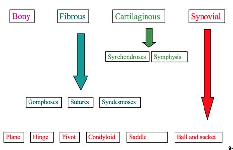 This image depict a flow chart for the classifications of joints. Individual types of joints will be described in their given pictures. Classification Of Joints, Types Of Joints, Diagnostic Medical Sonography Student, Sonography Student, Medical Sonography, The Skeletal System, Type Chart, Radiology Student, Diagnostic Medical Sonography