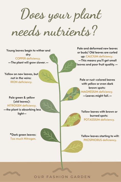 Our Fashion Garden. How to know if your plants need nutriets by their color. What does the color of the leaves mean? #Plantmom #PlantTips #Brownleaves #YellowLeaves Plant Tips For Beginners, When To Bring Plants Indoors, Tips For Plants, How Many Plants Per Person, Plant Tips Indoor, How To Take Care Of Plants, Plants And Their Names, House Plant Tips, Indoor Plant Tips