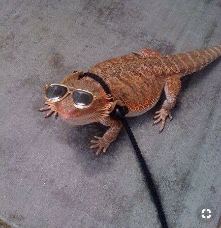 Checkout the list of bearded dragon accessories. I bet some accessories you may not realize Bearded Dragon Funny, Baby Bearded Dragon, Bearded Dragon Cute, Bearded Dragon Care, Cute Lizard, Pet Dragon, Cute Reptiles, Leopard Gecko, Reptiles And Amphibians