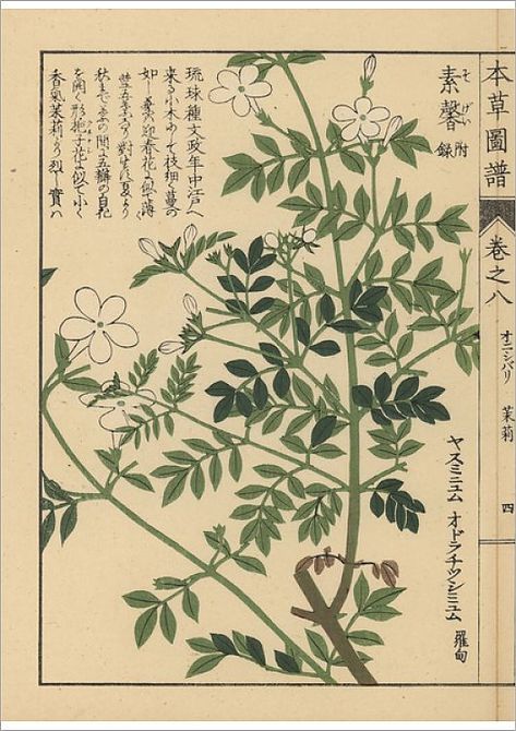 An A1 poster sized print, approx 23"x33" (841x594mm). Spanish jasmine, Jasminum grandiflorum.. Color-printed woodblock engraving by Kan'en Iwasaki from Honzo Zufu, Illustrated Guide to Medicinal Plants, Japan, 1884. woodblock, woodcut, herbalmedicine, illustratedguidetomedicinalplants, honzozufu, kaneniwasaki, jasminumgrandiflorum, spanishjasmine. Image supplied by Mary Evans Prints Online Spanish Jasmine, Poster Size Prints, Large Picture Frames, Medicinal Plants, Wonderful Images, Picture Library, Art Reproductions, Photographic Prints, Online Printing