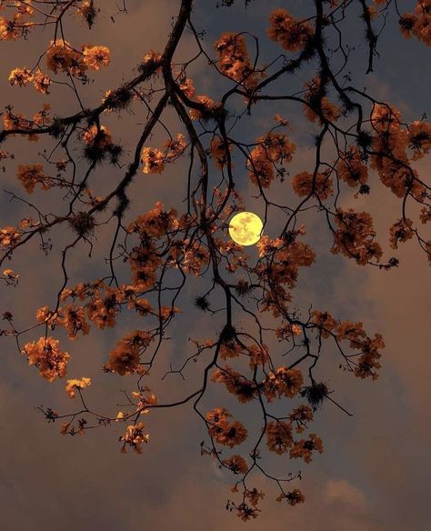 ︎ ︎ ︎ on Twitter: ""always remember we are under the same sky, looking at the same moon." https://t.co/nuZ7N1CyzD" / Twitter Orange Moon Aesthetic, Orange Asthetics Wallpaper, Moon Bath, The Moon Is Beautiful, Autumn Magic, Autumn Scenery, Cabin In The Woods, World Photography, Fall Pictures