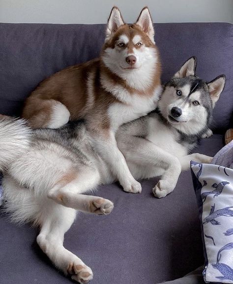 Red Husky, Malamute Husky, Husky Puppies For Sale, Deadly Animals, Dog Crossbreeds, Husky Puppies, Cute Husky, Siberian Husky Puppies, Husky Puppy