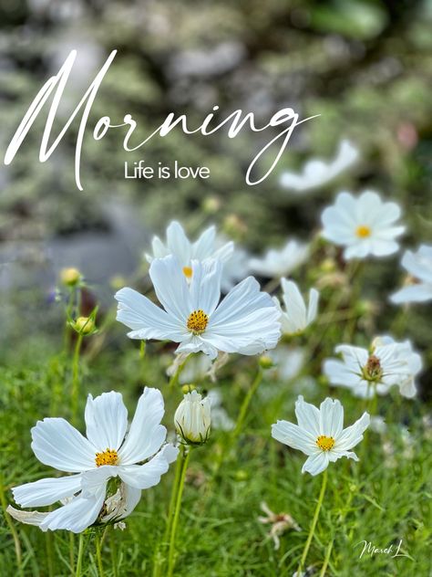 Hello Wednesday, Flowers Images, Fancy Jewellery Designs, Night Images, Simple Reminders, Morning Flowers, Fancy Jewellery, Good Morning Flowers, Jewellery Designs