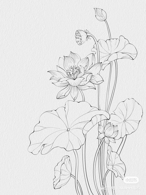 Korean Flower Drawing, Camelia Painting, Lotus Flower Art Design, Lotus Line Art, Lotus Flower Sketch, Lotus Sketch, Lotus Flower Drawing, Lotus Drawing, Sketch Flower