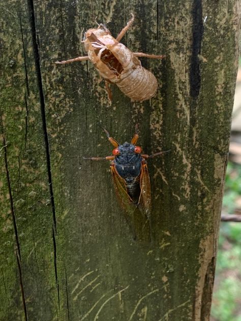 Cicada in Indiana 2021 Cicada Shell, Bugs And Insects, Animals Beautiful, Moth, Indiana, Bugs, Insects, Shells, Gif