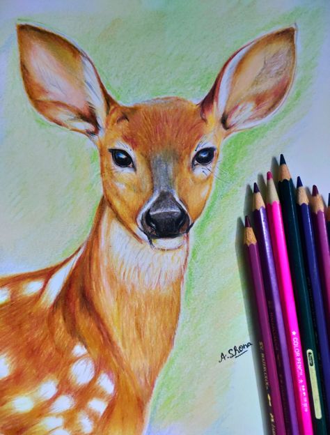 Drawing Color Pencil Ideas, Art Pencil Color Drawings, Water Colour Pencils Drawings, Art Sketches Colored Pencils, Animal Drawings Colored Pencil, Pencil Colors Drawings, Colored Pencil Artwork Ideas Easy, Drawings With Colour Pencils, Painting With Pencil Colour