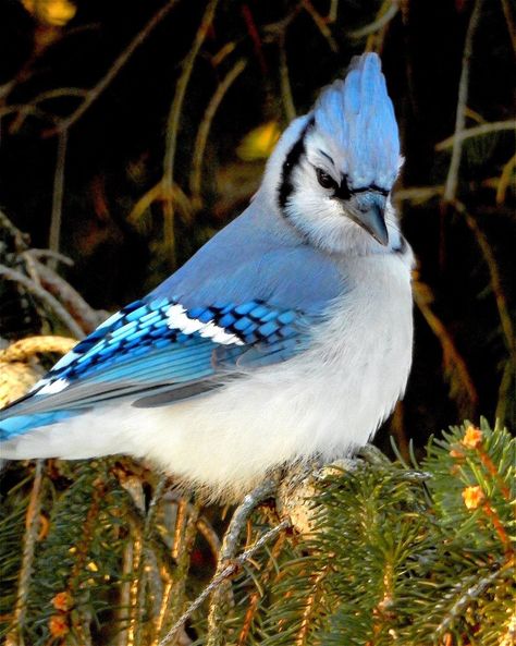 Blue Jay Bird, Jay Bird, Wildlife Photos, Backyard Birds, Bird Pictures, Exotic Birds, Pretty Birds, Bird Photo, Colorful Birds