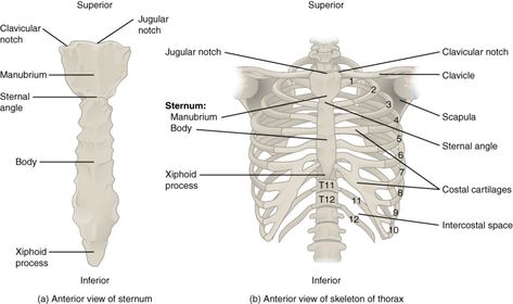 The thoracic cage – the ribs and sternum | Human Anatomy and Physiology Lab (BSB 141) Thoracic Cage Anatomy, Rib Cage Anatomy, Xiphoid Process, Thoracic Cage, Hyaline Cartilage, Axial Skeleton, Thoracic Cavity, Thoracic Vertebrae, Anatomy Physiology