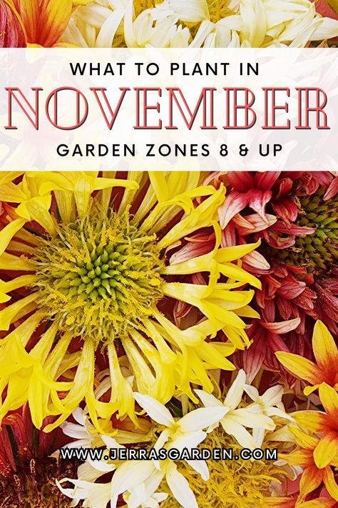 What To Plant In November Zone 8, What To Plant In November, Winter Gardening, Zone 8 Plants, Winter Flowers Garden, November Flower, Winter Vegetables Gardening, Winter Crops, Plant Zones