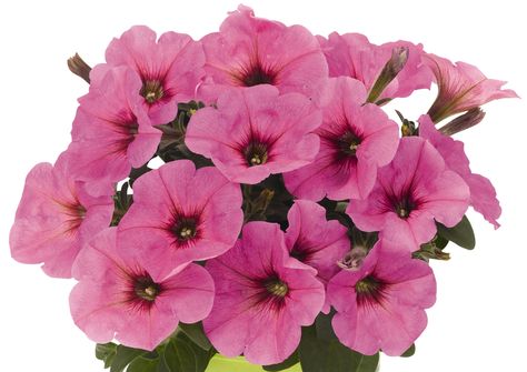 Pinkalicious Petunia Petunia Bouquet, Cape Gooseberry, Bouquet Arrangements, Annual Flowers, Perennial Plants, Petunias, Flower Power, Perennials, Bouquets