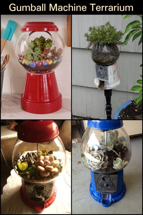 Plants in terrariums are always neat to look at, make it even better by placing it inside an old gumball machine. Gumball Machine Planter, Old Gumball Machine, Gum Ball Machine Ideas, Gumball Machine Ideas, Diy Gumball Machine, Gum Machine, Weird Furniture, Bubble Gum Machine, Gumball Machines