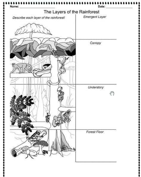 Rainforest Layers, Layers Of The Rainforest, Rainforest Preschool, Rainforest Facts, Rainforest Classroom, Rainforest Crafts, Rainforest Project, Rainforest Activities, Rainforest Habitat