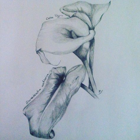 South African Flower Series #art #drawing #pencil #sketching #CallaLily #zantedeschiaaethiopica #southafrican #flora South African Flowers Drawings, Africa Drawing, Art Drawing Pencil, South African Flowers, Zantedeschia Aethiopica, Pencil Sketching, African Flowers, Fine Art Drawing, Drawing Pencil