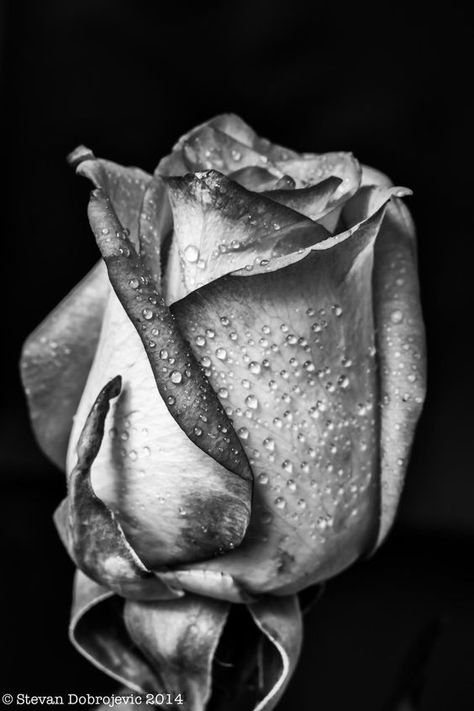 Home Aesthetic Black, Realistic Flower Drawing, Foto Macro, Aesthetic Black And White, Animal Tattoo Ideas, Black And White Roses, Life Drawing Reference, Realistic Sketch, Realistic Pencil Drawings