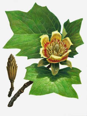 Liriodendron Tulipifera, Tulip Poplar, Flowering Plants, Flowering Trees, Beautiful Tree, Beautiful Blooms, Image Types, Postage Stamps, Tulips