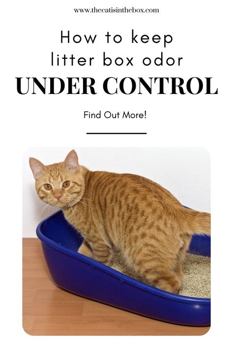 ginger tabby cat in a blue litter box Cat Litter Box Odor Control, How To Get Rid Of Litter Box Smell, Best Litter Box Ideas, Cat Odor Eliminator Diy, Litter Box Setup For Multiple Cats, Litter Box Smell Hacks, Where To Put Cat Litter Boxes, Apartment Litter Box Ideas, Litter Box Odor Control