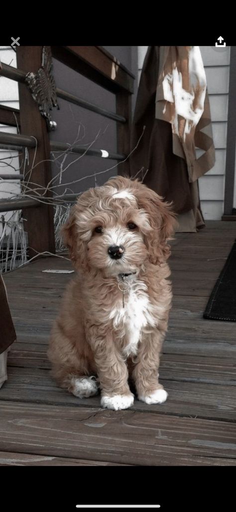 Brown And White Cavapoo, Dog Names Girl, Poochon Dog, Small Dog Names, Tattoos Dog, Big Dogs Breeds, Biggest Dog In The World, Biggest Dog, Cute Small Dogs