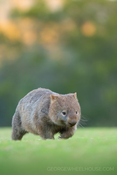 Wombat Pictures, Cute Wombat, Baby Wombat, Bbc Earth, Australia Animals, Australian Wildlife, Australian Animals, Animal Sketches, Animal Tshirt