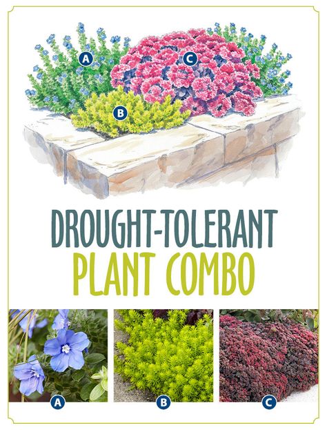 Save water with this pretty planting. #gardening #droughttolerantplants Raised Bed Perennial Garden, Perineal Garden Ideas, Plant Diagnosis, Backyard Vegetable Garden, Perennial Garden Plans, Flower Garden Plans, Drought Tolerant Perennials, Drought Tolerant Garden, Vertical Vegetable Garden