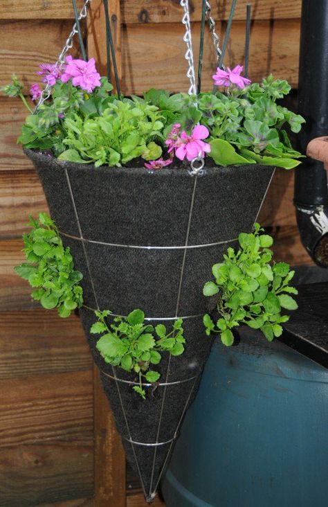 Trailing Geraniums, Hanging Baskets Diy, Trailing Petunias, Felt Magnet, Kitchen Gardening, Garden Basket, Hanging Flower Baskets, Basket Liners, Woolen Sweaters