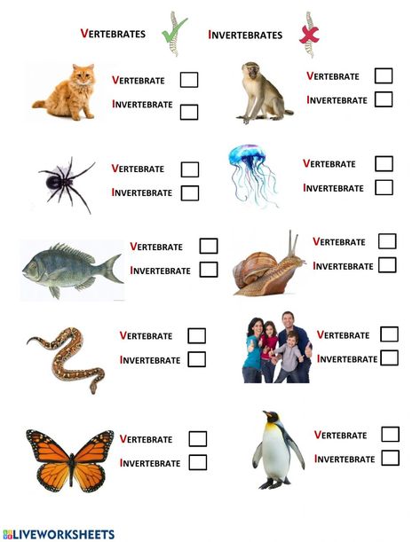 Vetebrates vs Invertebrates worksheet Invertebrates And Vertebrates Worksheets, Vertebrates And Invertebrates Activities, Vertebrates And Invertebrates Worksheets, Invertebrates Worksheet, Invertebrates And Vertebrates, Science Grade 1, Animal Classification Activity, Special Education Worksheets, Vertebrates And Invertebrates