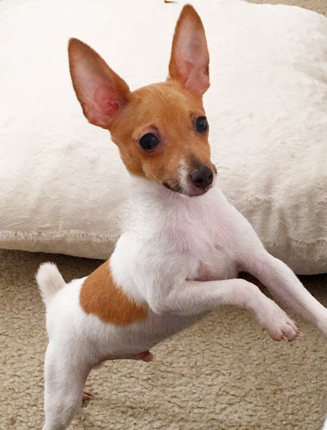 Toy fox terrier Mini Fox Terrier, Toy Fox Terrier Puppies, Miniature Fox Terrier, Fox Terrier Puppy, Wire Haired Fox Terrier, Chihuahua Terrier Mix, Chihuahua Terrier, Rat Terrier Mix, Toy Dog Breeds