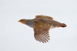 Hungarian Partridge, Grey Partridge, Carleton University, Snowy Field, Bird Illustrations, Posture Exercises, Game Birds, Peat Moss, University Campus