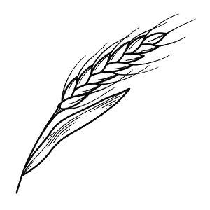 Wheat Tattoo Men, Realistic Wheat Tattoo, Minimal Wheat Tattoo, Wheat Stock Tattoo, Wheat Stalk Tattoo, Wheat Drawing, Skyrim Tattoo, Wheat Tattoo, Business Pictures