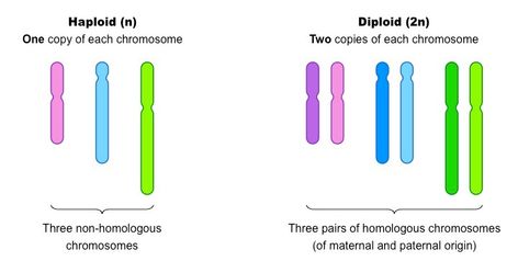 Haploid And Diploid, Human Genetics, Somatic Cell, Biology College, Ap Biology, Grade 12, Cell Division, Biology Lessons, Nursing School Studying