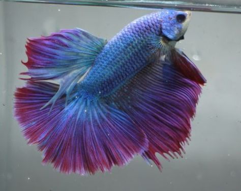 Purple Betta Fish, Purple Fish, Fish Tropical, Pretty Fish, Dead Fish, Beta Fish, Live Aquarium, Fish For Sale, Halfmoon Betta