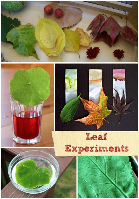 Explore some colorful science with these AWESOME leaf experiments from www.kcedventures.com! #fall #science #art Leaf Science Experiments, Fall Leaf Science, Leaf Science, Fall Science Activities, Science Experiments Kids Preschool, Fall Science, Experiments For Kids, Fall Lessons, Science Tools